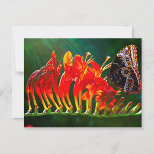 Carte Postale Papillon morpho bleu sur les fleurs de Crocosmia L