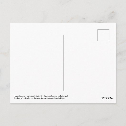 Carte Postale Papillon-mouche à colibri en vol (Dos)