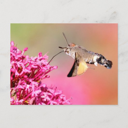 Carte Postale Papillon-mouche à colibri en vol (Devant)