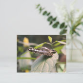 Carte Postale Papillon n° 2 (Debout devant)