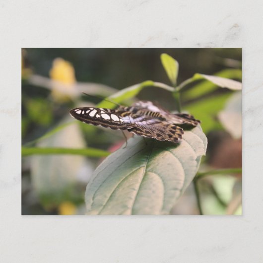 Carte Postale Papillon n° 2 (Devant)