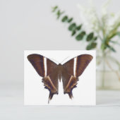 Carte Postale Papillon nocturne (Debout devant)