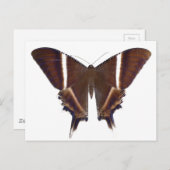 Carte Postale Papillon nocturne (Devant / Derrière)