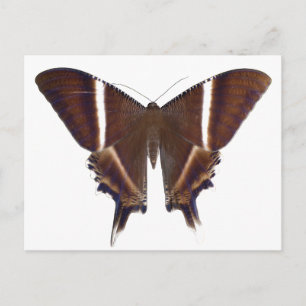 Carte Postale Papillon nocturne