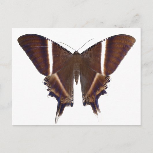 Carte Postale Papillon nocturne (Devant)