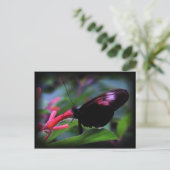 Carte Postale Papillon noir (Debout devant)