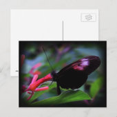 Carte Postale Papillon noir (Devant / Derrière)