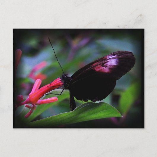 Carte Postale Papillon noir (Devant)