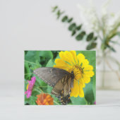 Carte Postale Papillon noir 2 (Debout devant)