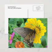 Carte Postale Papillon noir 2 (Devant / Derrière)