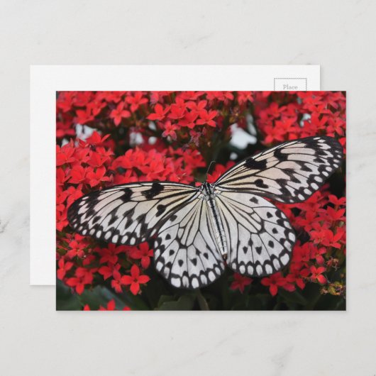Carte Postale Papillon noir blanc tacheté sur fleurs rouges luxu (Devant / Derrière)