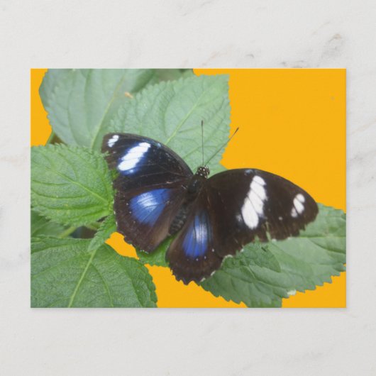 Carte Postale Papillon noir, bleu blanc tacheté do-it-yourself c (Devant)