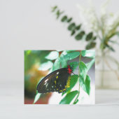 Carte Postale Papillon noir de la nature  (Debout devant)