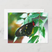 Carte Postale Papillon noir de la nature  (Devant / Derrière)