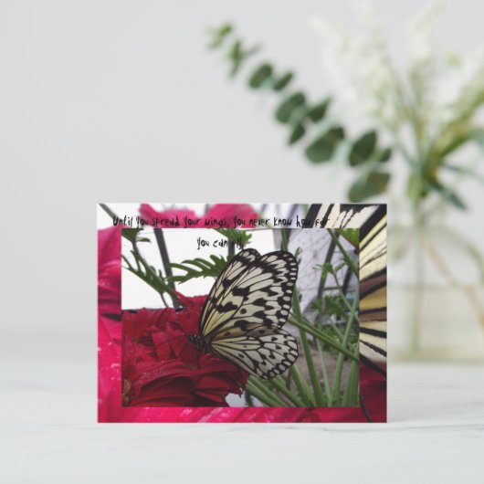 Carte Postale Papillon noir et blanc (Debout devant)