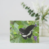 Carte postale Papillon noir et blanc (Debout devant)