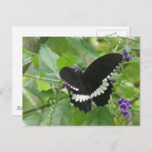 Carte postale Papillon noir et blanc (Devant / Derrière)