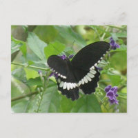 Carte postale Papillon noir et blanc