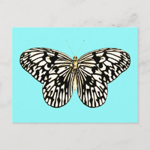 Carte Postale Papillon noir et blanc, arrière - plan turquoise