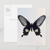 Carte Postale Papillon noir et brun (Devant / Derrière)