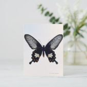 Carte Postale Papillon noir et brun (Debout devant)