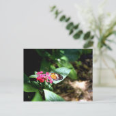 Carte Postale Papillon noir et orange (Debout devant)