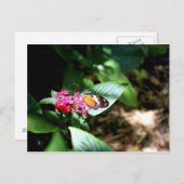 Carte Postale Papillon noir et orange (Devant / Derrière)