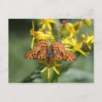 Papillon noir et orange sur Fleurs Jaunes