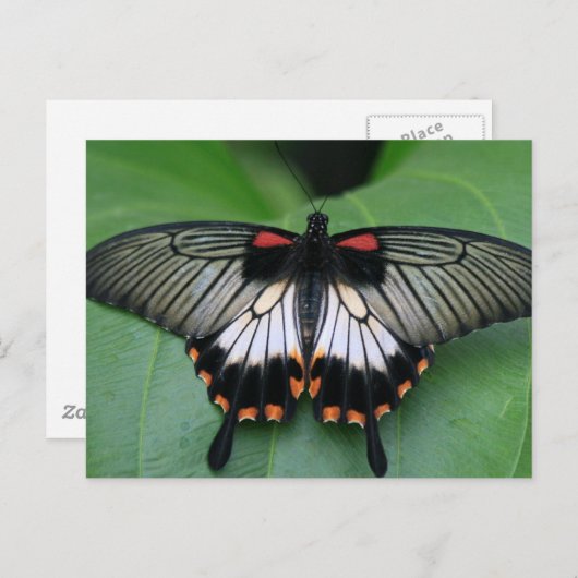 Carte postale Papillon noir et rose (Devant / Derrière)