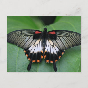 Carte postale Papillon noir et rose