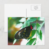 Carte Postale Papillon noir Nature (Devant / Derrière)
