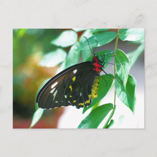 Carte Postale Papillon noir Nature (Devant)