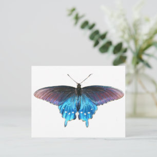 Carte Postale Papillon noir sur la New River