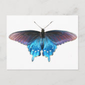 Carte Postale Papillon noir sur la New River (Devant)