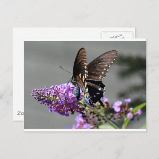 Carte Postale Papillon noir Swallowtail (Devant / Derrière)