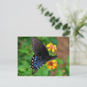 Carte Postale Papillon noir Swallowtail (Debout devant)