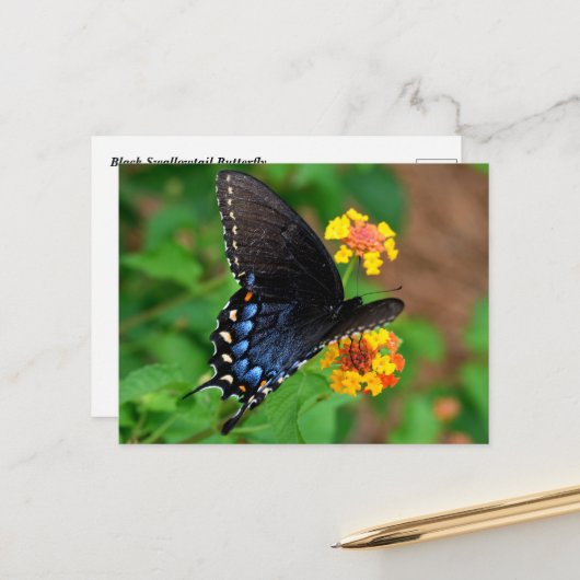 Carte Postale Papillon noir Swallowtail (Devant/Arrière en situation)