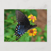 Carte Postale Papillon noir Swallowtail (Devant)