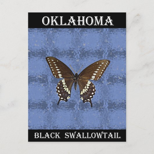 Carte Postale Papillon noir Swallowtail Oklahoma (Devant)