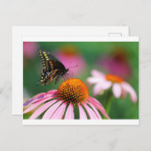 Carte Postale Papillon noir Swallowtail sur un coneflower, Ohio (Devant / Derrière)