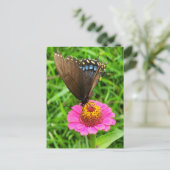 Carte Postale Papillon noir Swallowtail sur une fleur rose (Debout devant)