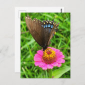 Carte Postale Papillon noir Swallowtail sur une fleur rose (Devant / Derrière)