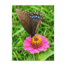 Papillon noir Swallowtail sur une fleur rose