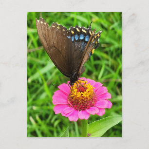 Carte Postale Papillon noir Swallowtail sur une fleur rose
