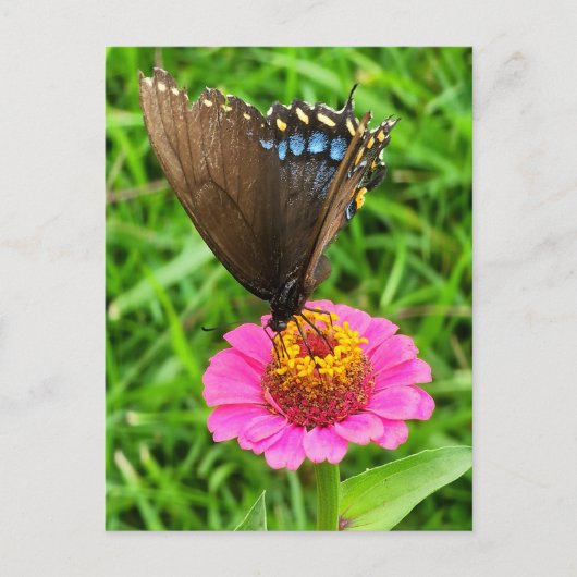 Carte Postale Papillon noir Swallowtail sur une fleur rose (Devant)