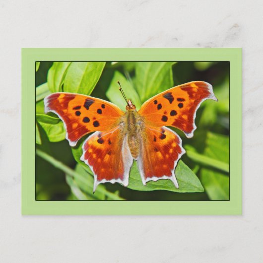 Carte Postale Papillon orange (Devant)