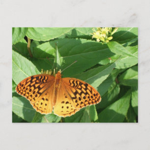 Carte postale Papillon orange