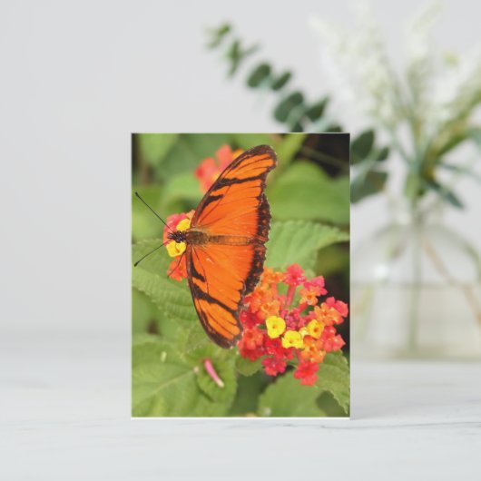 Carte Postale papillon orange (Debout devant)