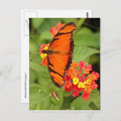 Carte Postale papillon orange (Devant / Derrière)