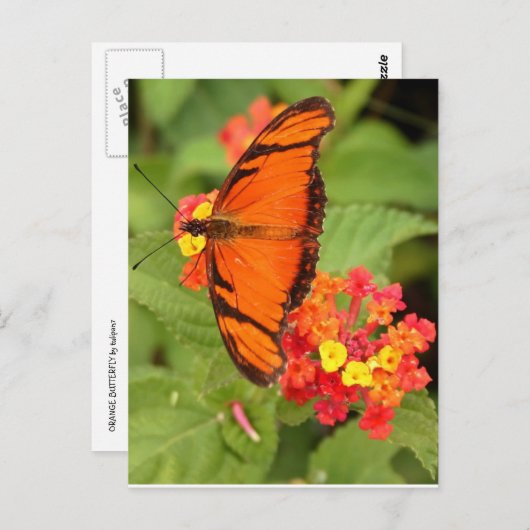 Carte Postale papillon orange (Devant / Derrière)